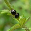 صورة Coptosoma bifaria