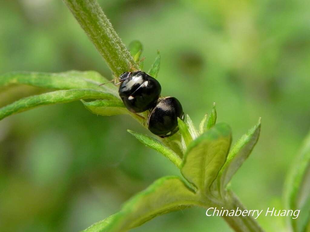 Coptosoma bifaria resmi