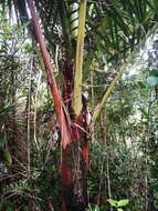 Image of Dypsis lastelliana (Baill.) Beentje & J. Dransf.