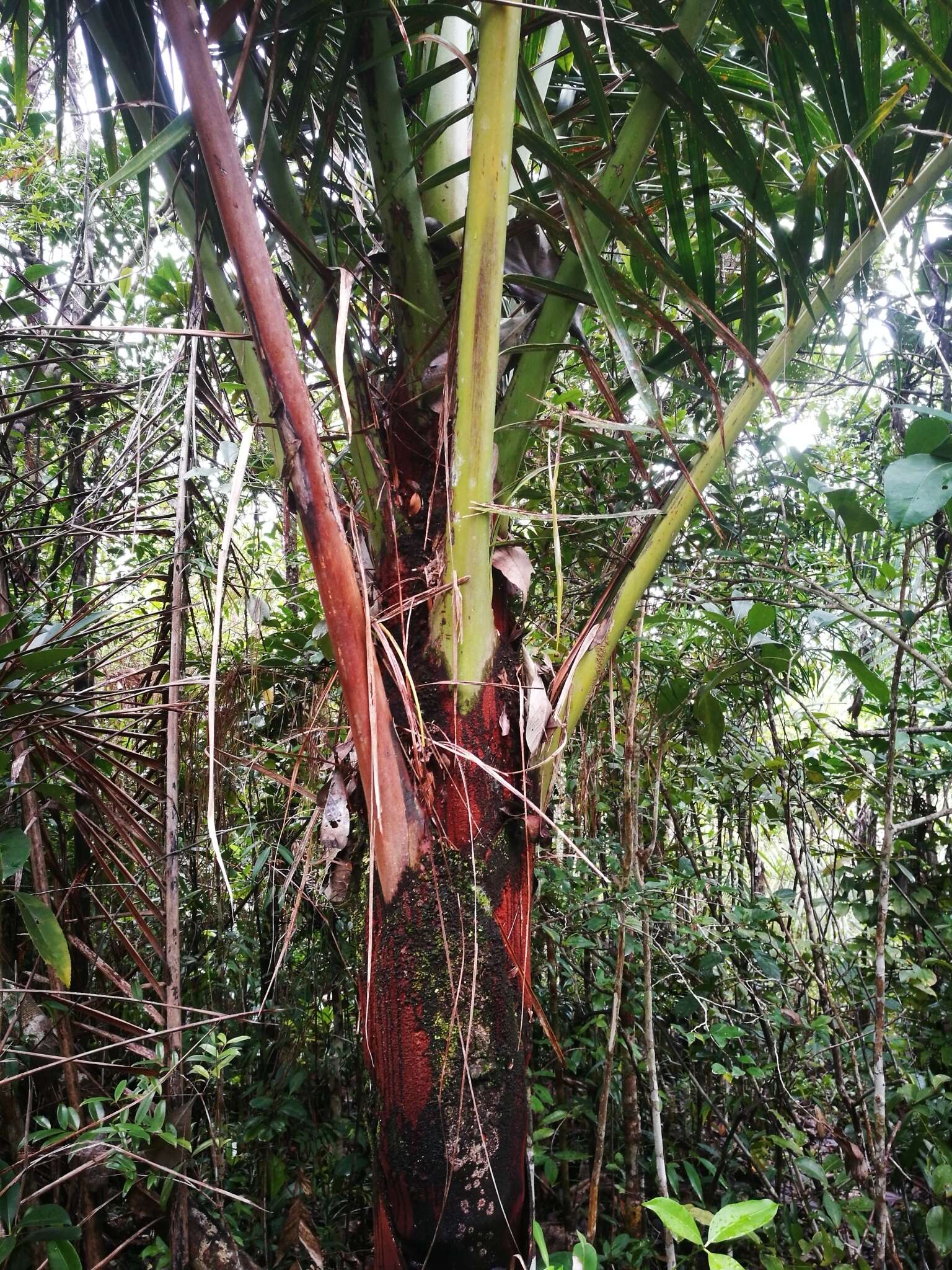 Image of Dypsis lastelliana (Baill.) Beentje & J. Dransf.