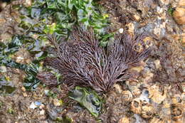 Image of Sea Noodles