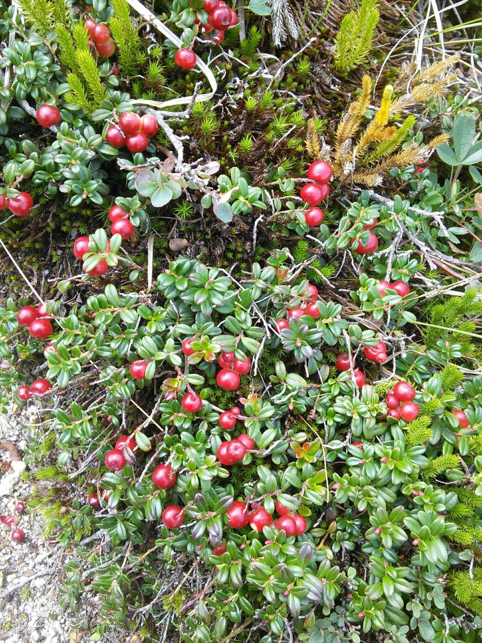 Image of northern mountain cranberry