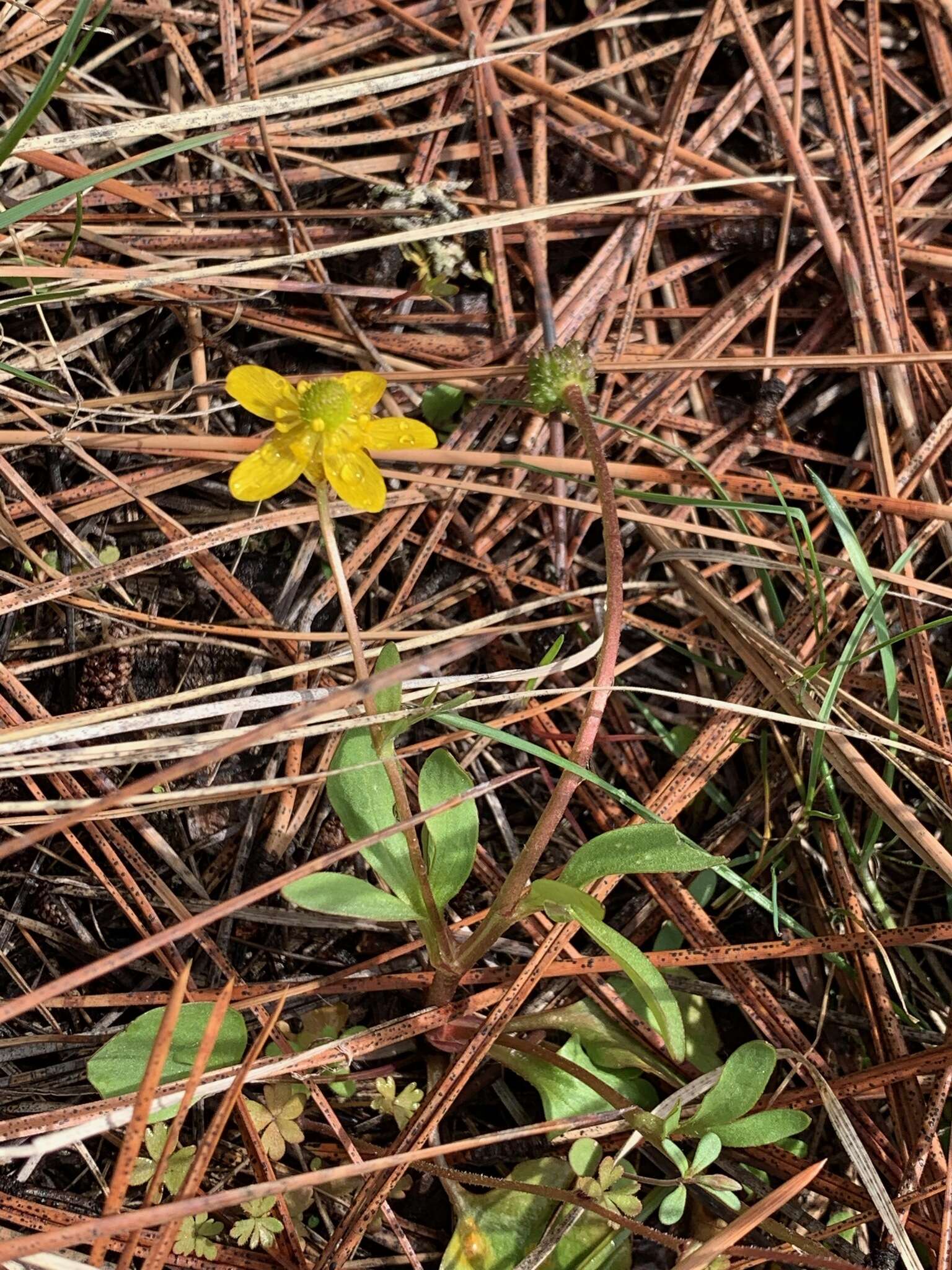 صورة <i>Ranunculus <i>glaberrimus</i></i> var. glaberrimus