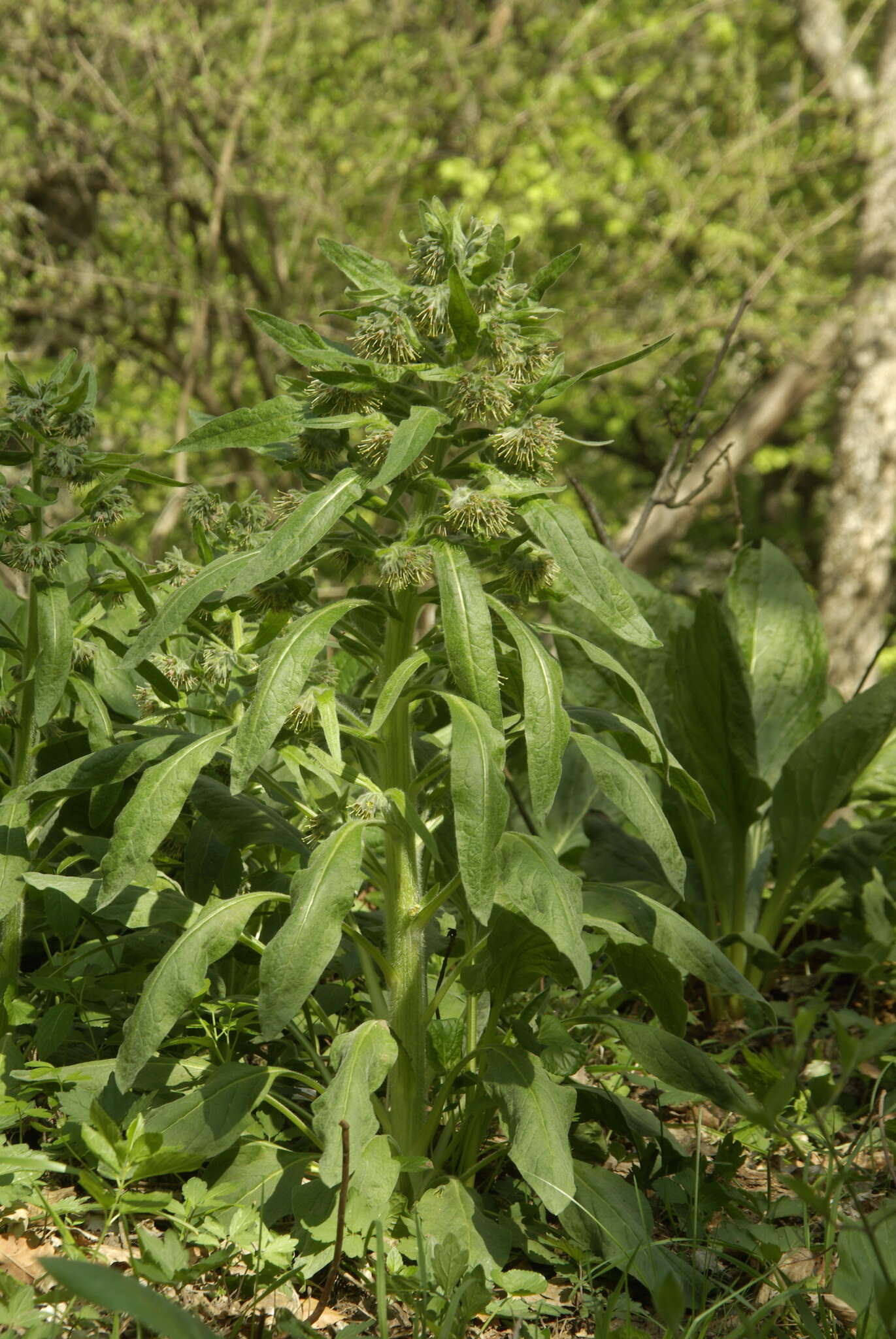 Sivun Cynoglossum dubium (Fisch. & C. A. Mey.) Greuter & Stier kuva