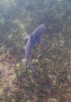 Image of Dusky Shark