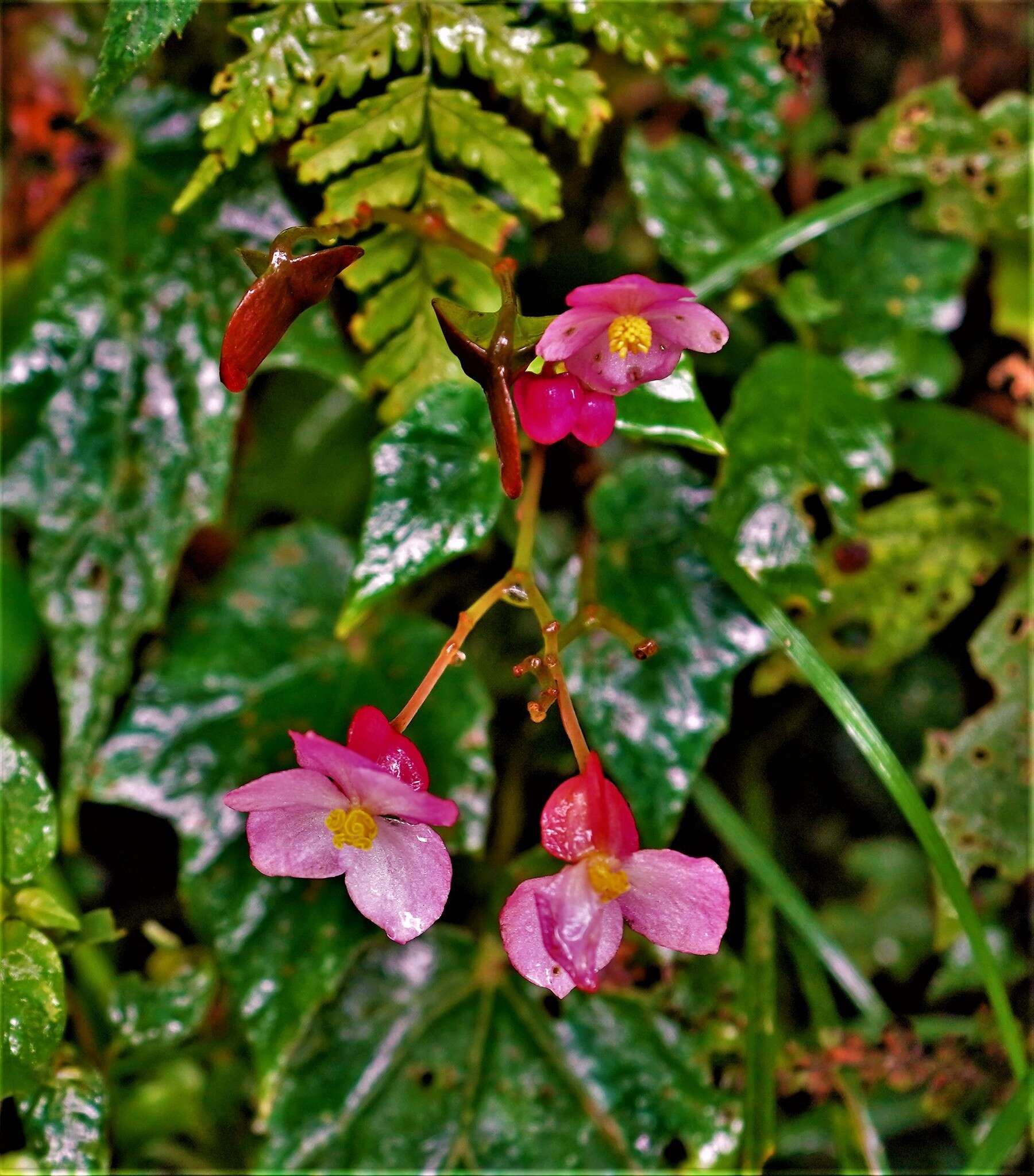 Image of Begonia formosana (Hayata) Masam.