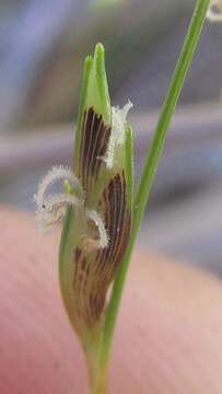 Image of Ficinia capillifolia (Schrad.) C. B. Clarke