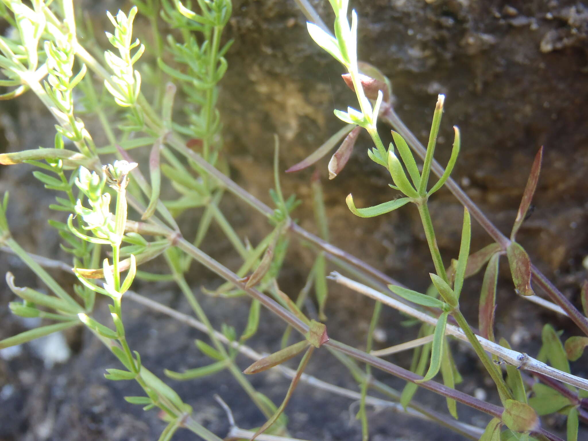 Plancia ëd Galium fendleri A. Gray