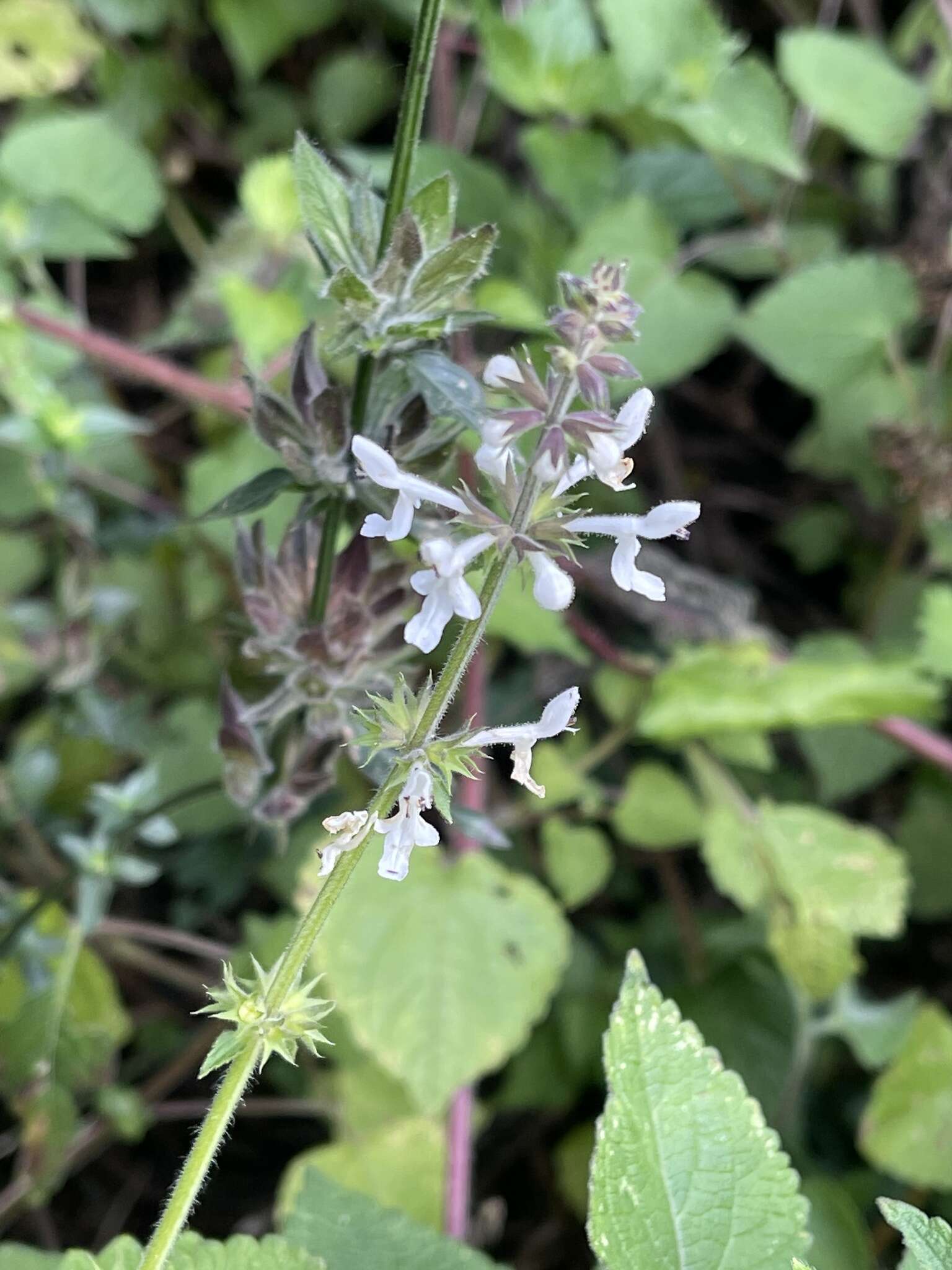 Stachys grandifolia E. Mey.的圖片