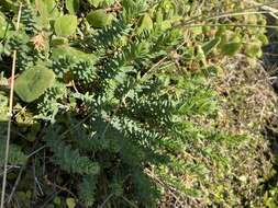 Image of Linum monogynum Forst. fil.