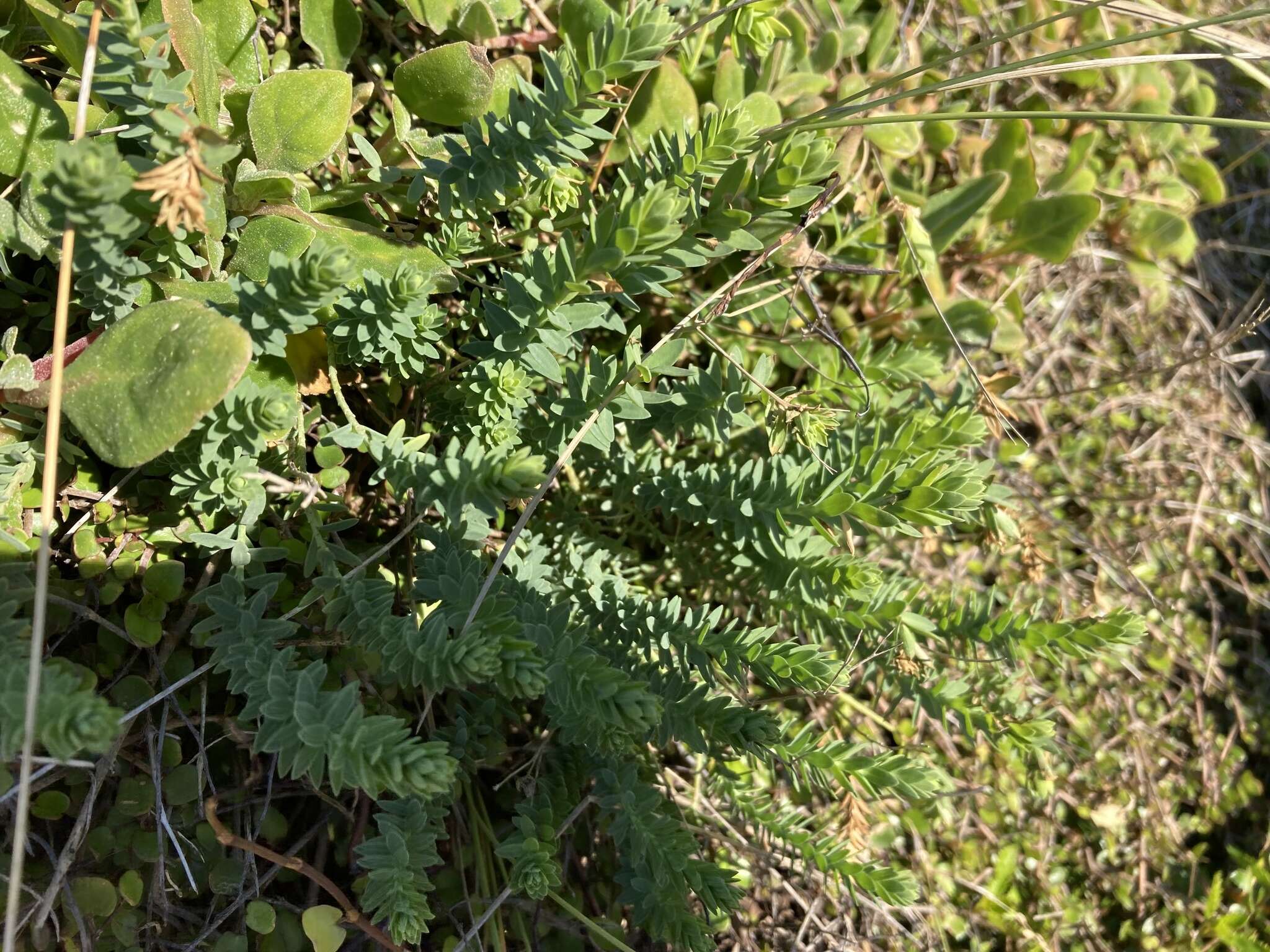 Imagem de Linum monogynum Forst. fil.