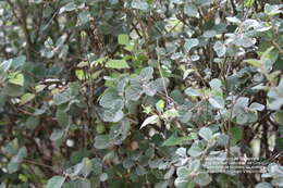 Image of Bernardia mexicana (Hook. & Arn.) Müll. Arg.
