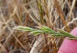 Image of Italian Rye Grass