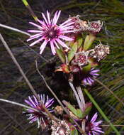 Image of Pentagonal Spoonfig
