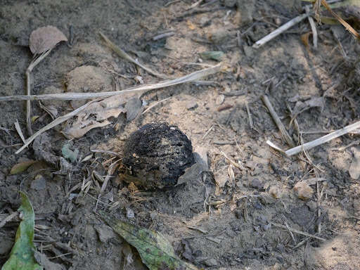 Image of black walnut