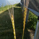 Image of goatgrass