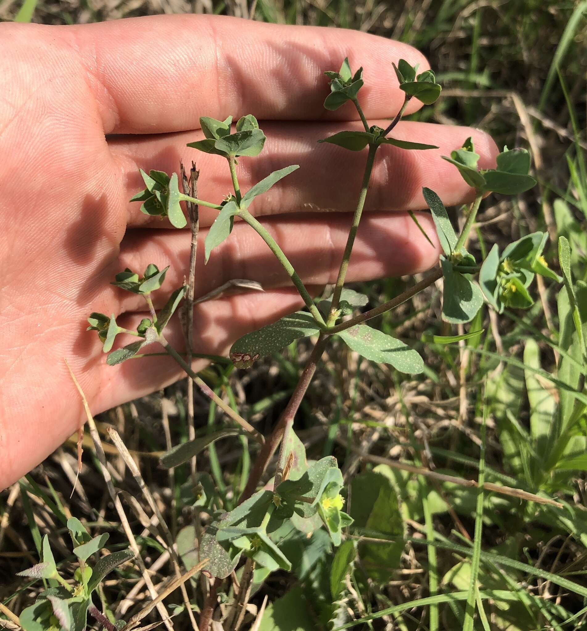 Image of Heller's spurge