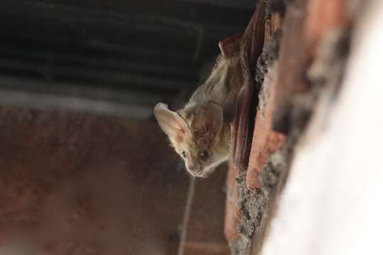 Image of Heart-nosed bat