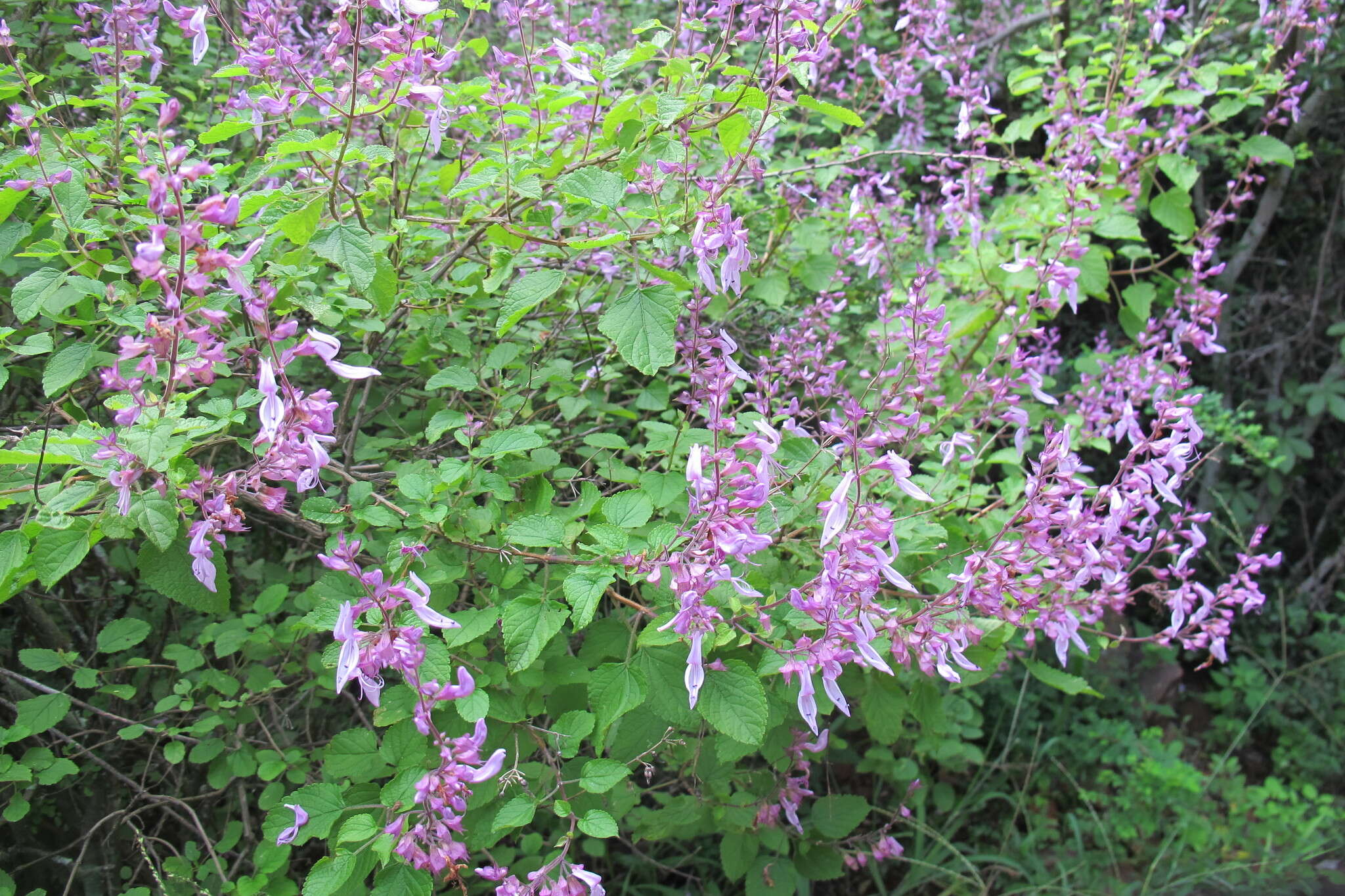 Image de Ocimum labiatum (N. E. Br.) A. J. Paton