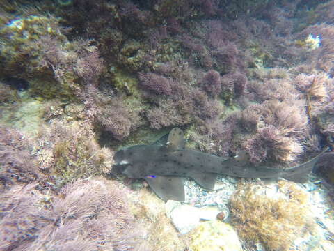 Image of Bullhead Shark