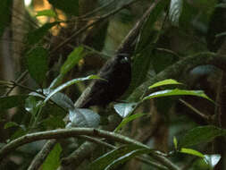 Image of Blackish-blue Seedeater