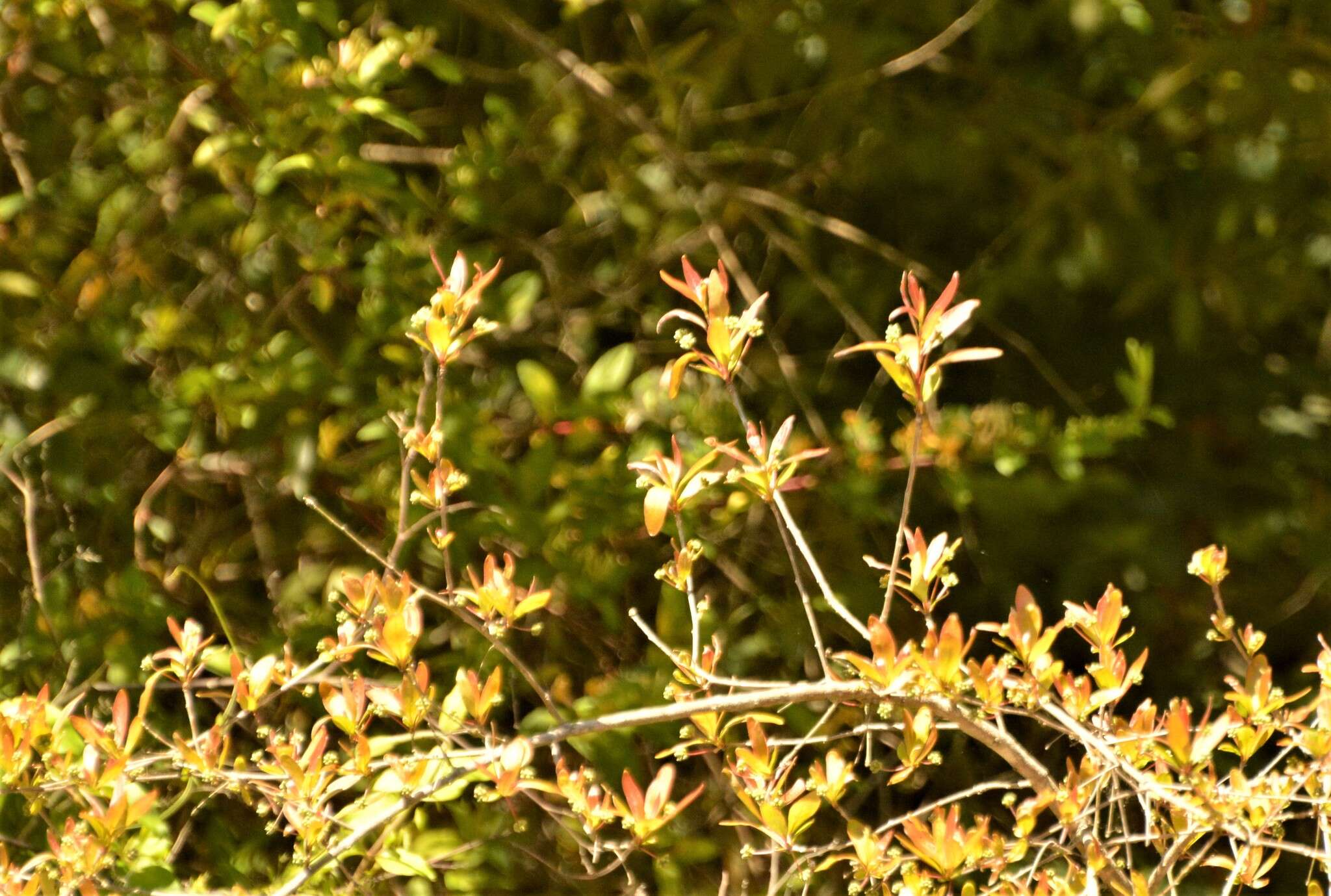 Image of Terminalia australis Cambess.