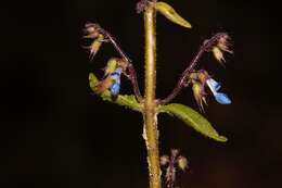 صورة Plectranthus efoliatus (De Wild.) A. J. Paton