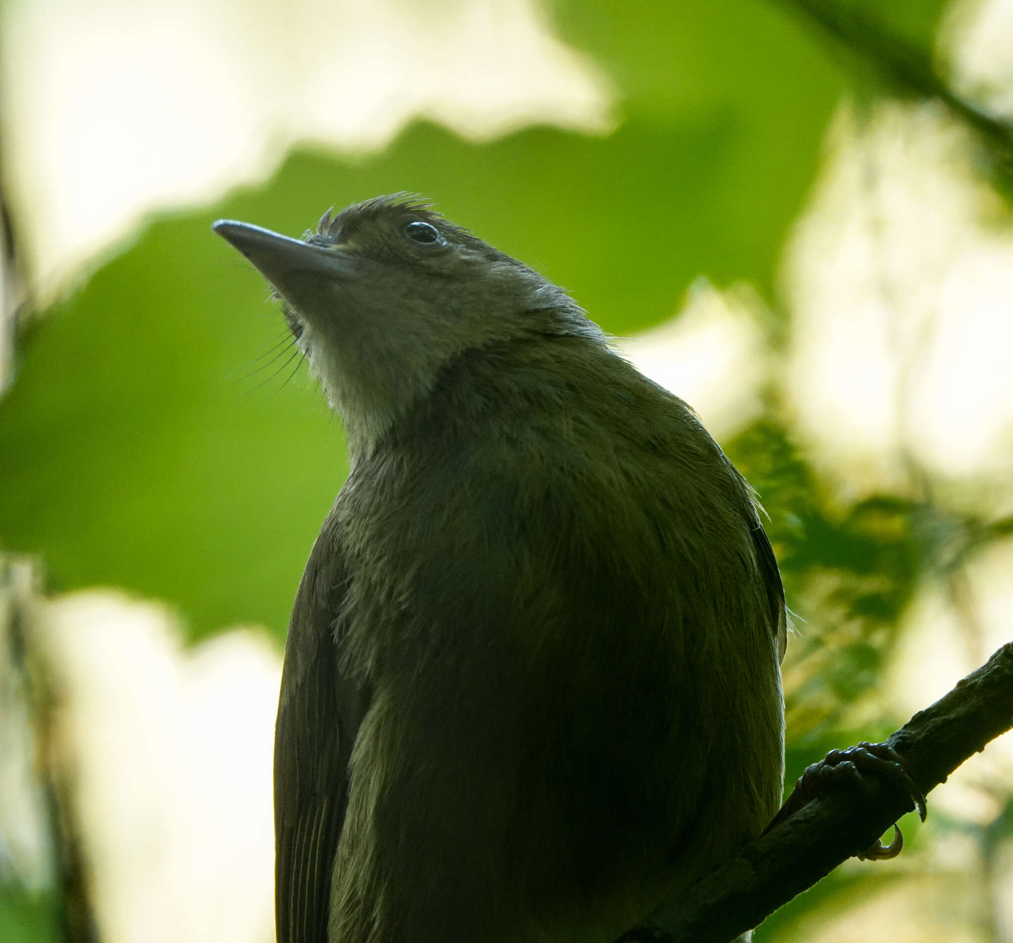 Image of Cachar Bulbul