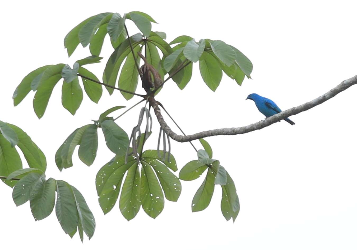 Слика од Cotinga maynana (Linnaeus 1766)