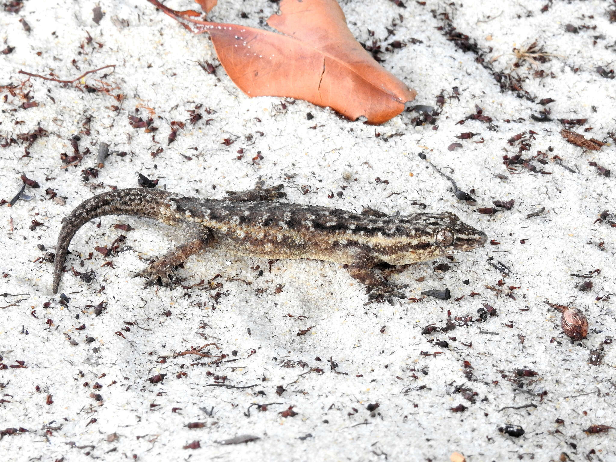 Image of Antilles Leaf-toed Gecko