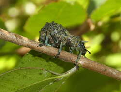 Image of Holonychus acanthopus Fahraeus 1840