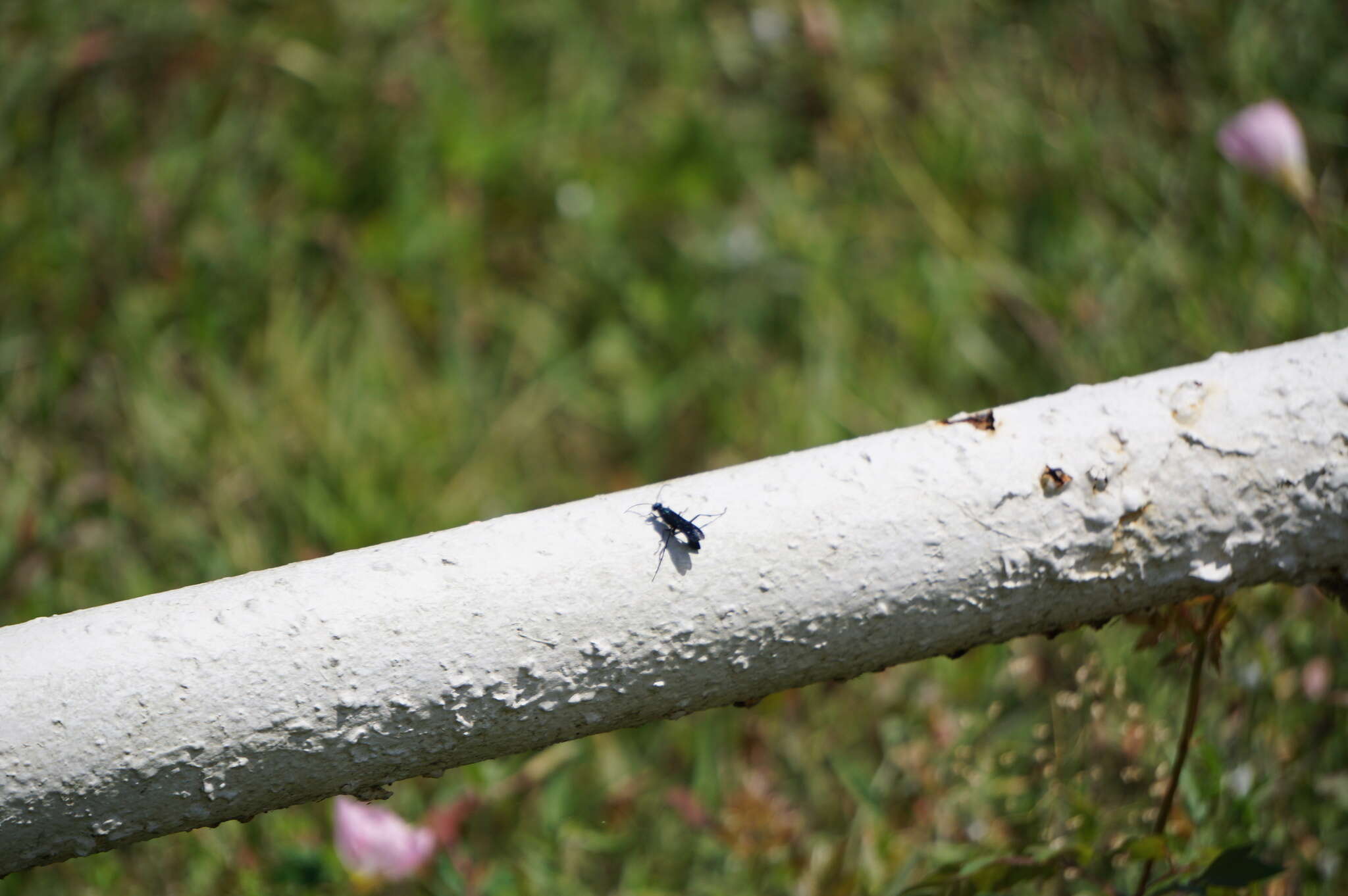 Image of Blue Mud Wasps