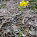 Image of Buttercup doubletail