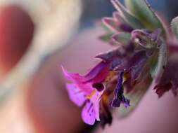 Image of Johnston's monkeyflower