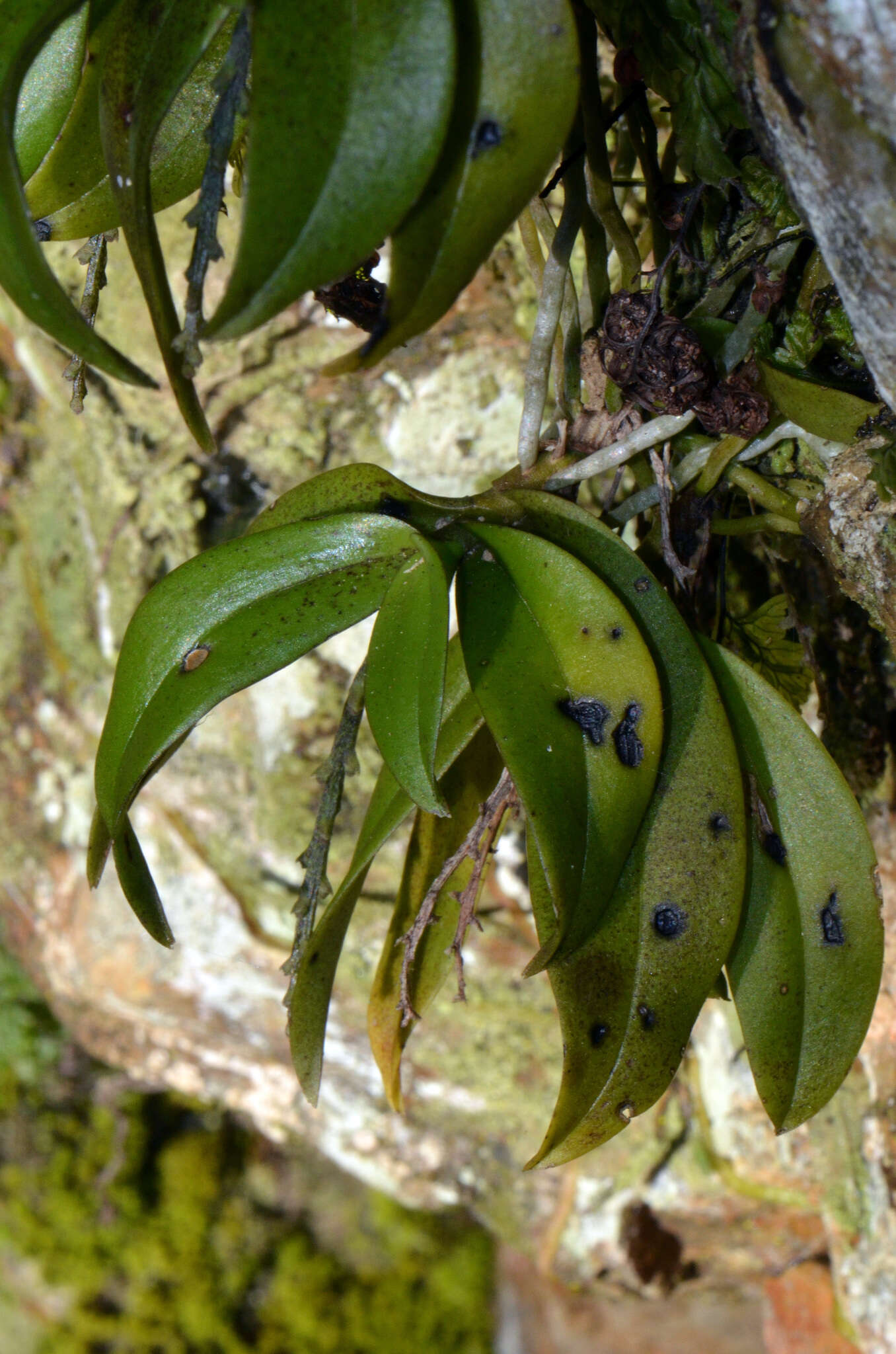 Plancia ëd Drymoanthus adversus (Hook. fil.) Dockrill