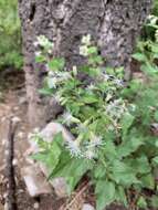 Brickelliastrum fendleri (A. Gray) R. King & H. Rob.的圖片