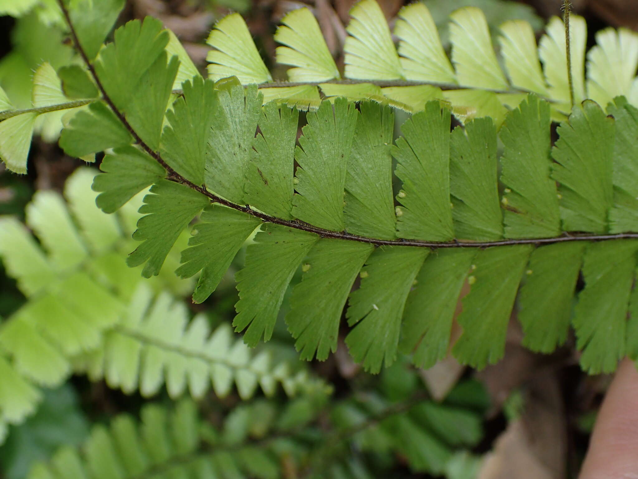 Adiantum ciliatum Bl.的圖片