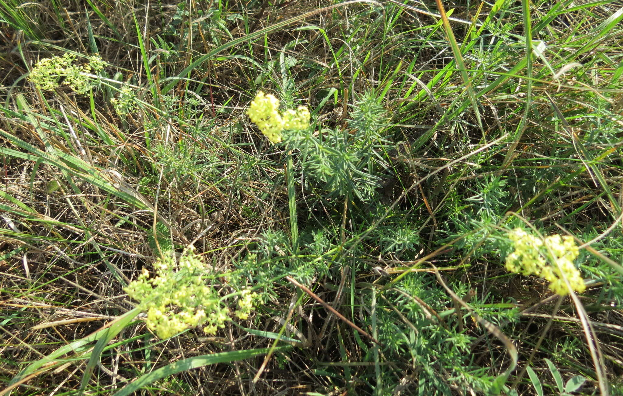 Plancia ëd Galium pomeranicum Retz.