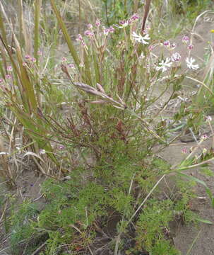 Image of Zaluzianskya capensis (L.) Walp.