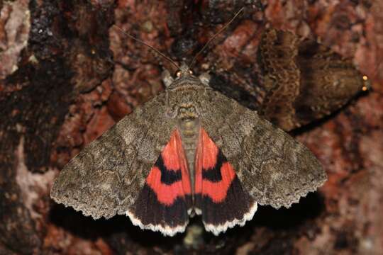 Image of red underwing