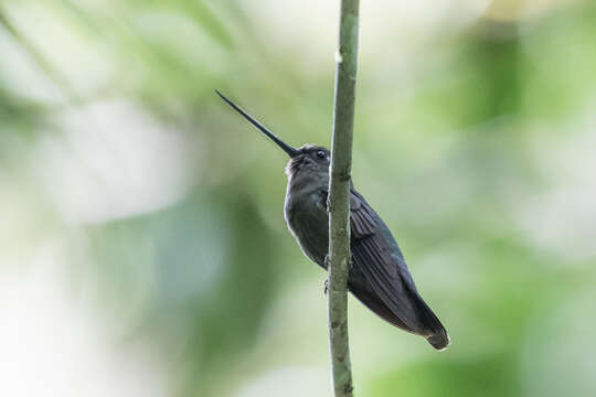 Image of Doryfera Gould 1847