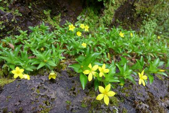 Image of Lysimachia azorica Hornem. ex Hook.