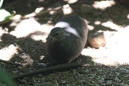 Image of Little Tinamou