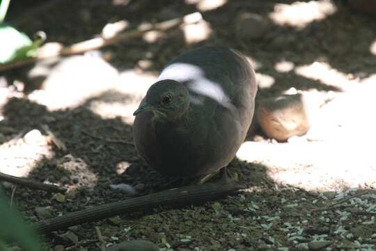 Image of Little Tinamou