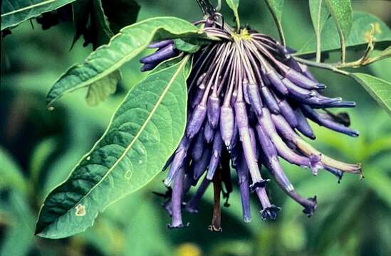 Image of Iochroma calycina Benth.