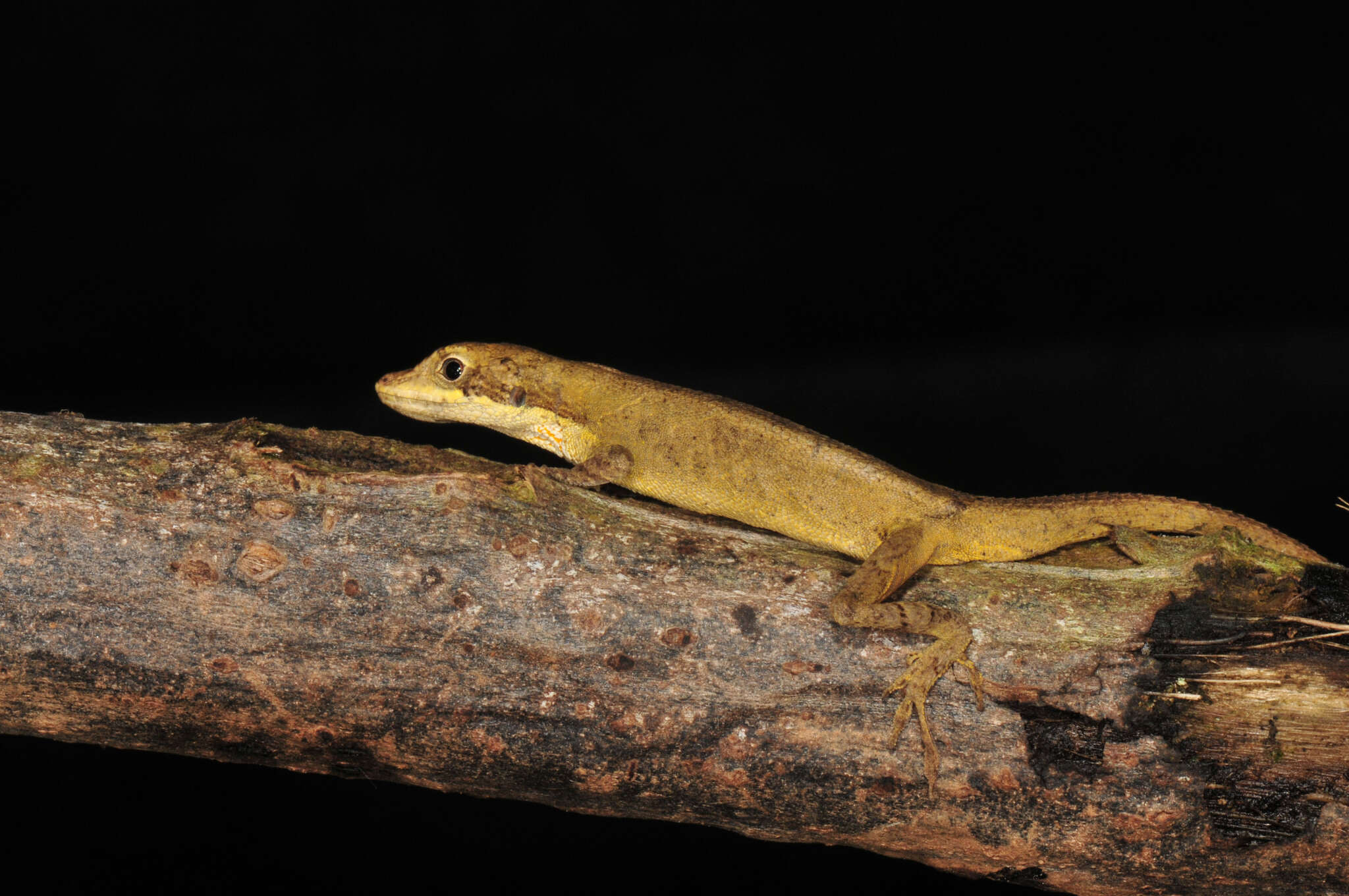 Imagem de Anolis amplisquamosus (Mccranie, Wilson & Williams 1993)