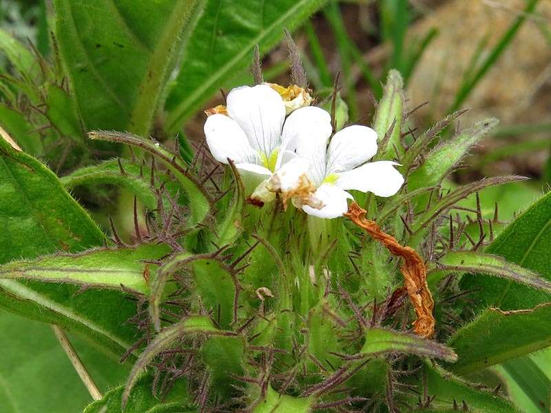 صورة Crabbea acaulis N. E. Brown