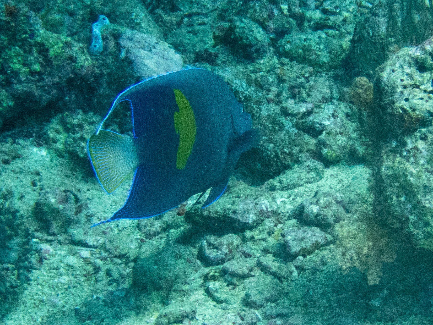 Image of Halfmoon Angelfish