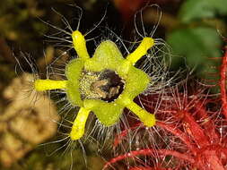 Image of Columnea minor (Hook.) Hanst.