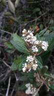 Image of Miconia squamulosa (Sm.) Triana